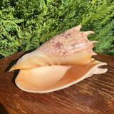 Large seashell: Imperial volute / Cymbiola imperialis