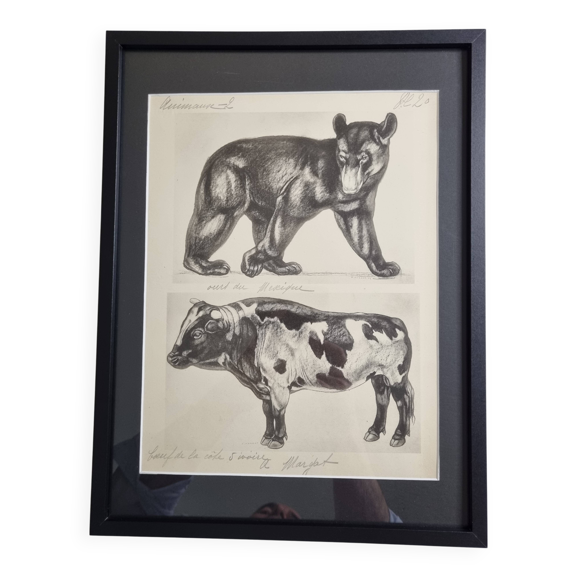 Illustrated plate, Studies of a Bear and an Ox Signed André Margat, 1930