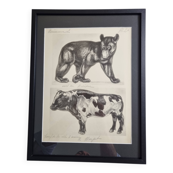 Planche illustrée, Études d’un Ours et d’un Bœuf Signée André Margat, 1930