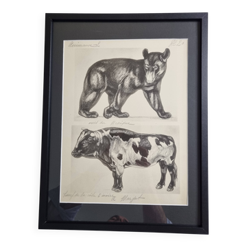 Illustrated plate, Studies of a Bear and an Ox Signed André Margat, 1930