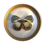 Butterfly in bulging round frame