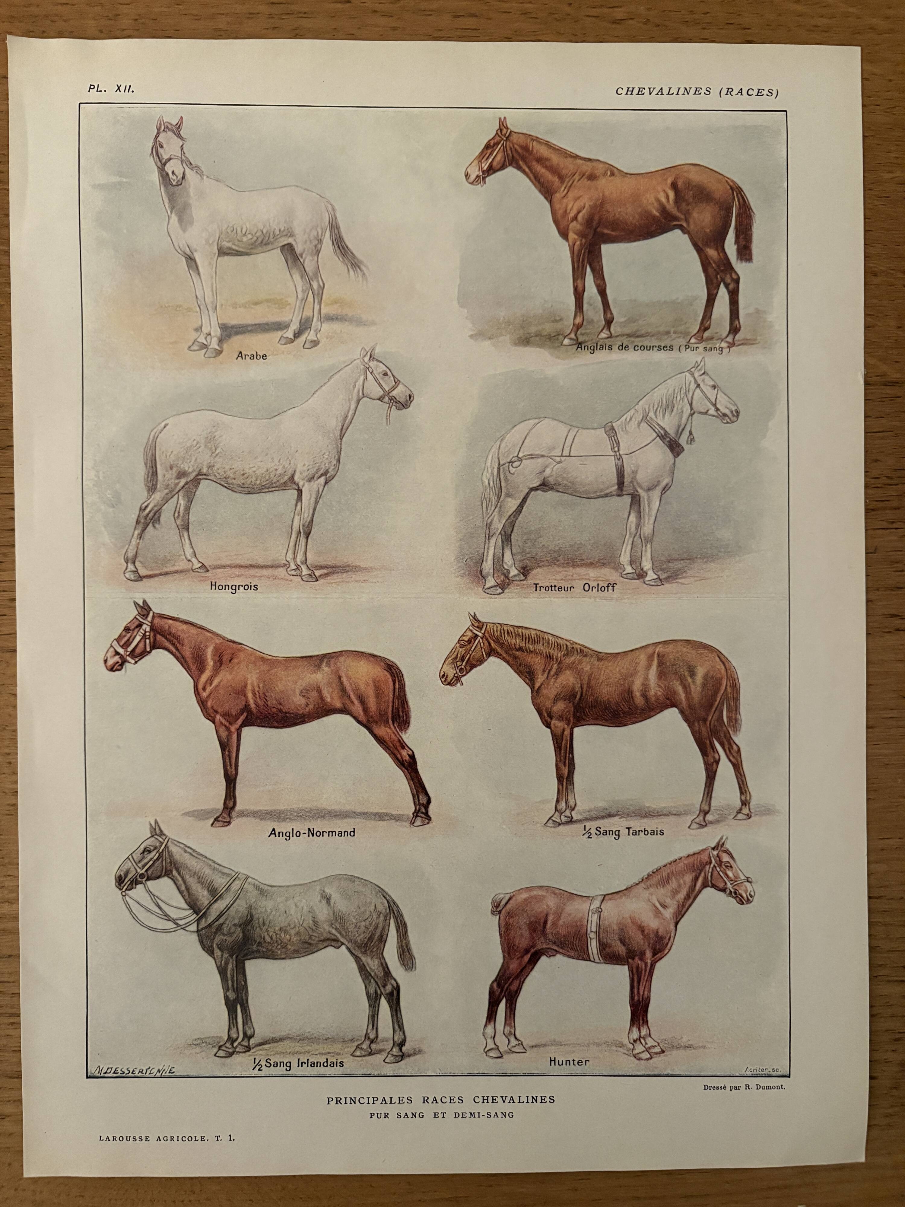 Lithograph on horse breeds - 1920