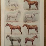 Lithograph on horse breeds - 1920