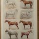 Lithograph on horse breeds - 1920