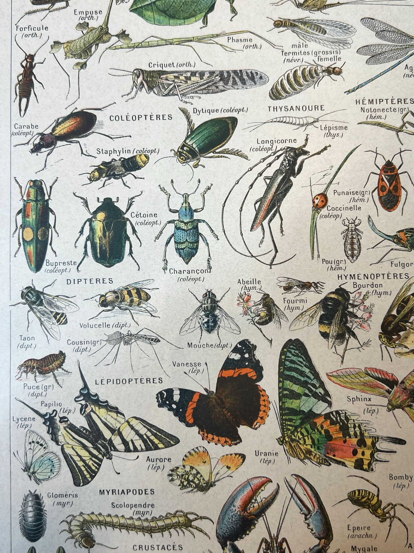 Set of 2, Zoological Plate Arthropods and Insects 1922