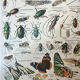 Set of 2, Zoological Plate Arthropods and Insects 1922