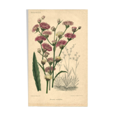 Gravure Botanique de 1896 par Descamps-Sabouret • Vernonie à fleur axillaire • Lithographie ancienne