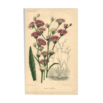 Botanical engraving from 1896 by Descamps-Sabouret • Vernonia with axillary flower • Old lithograph