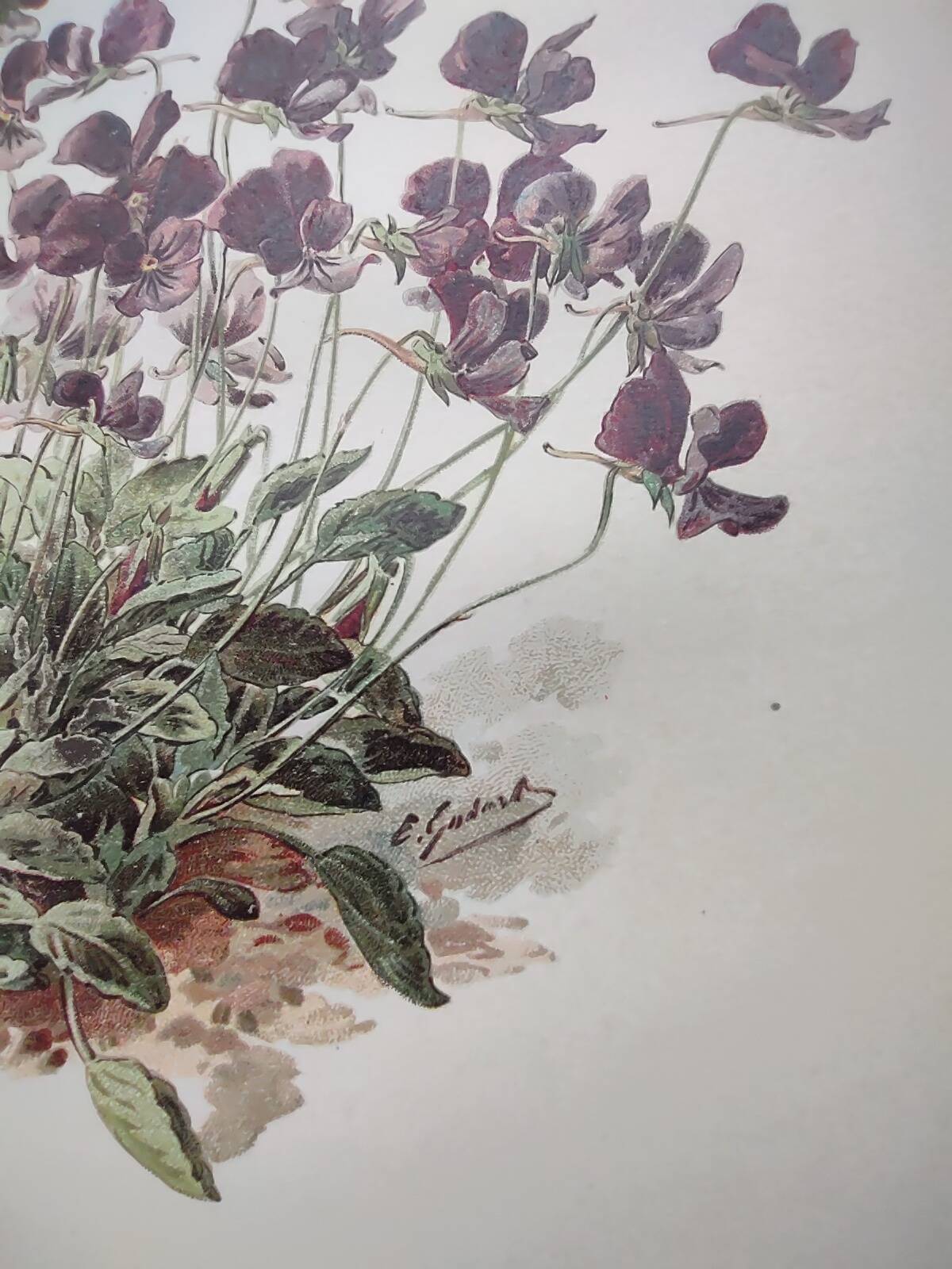 Affiche botanique ancienne - Viola - Gravure de fleur 1899 vintage