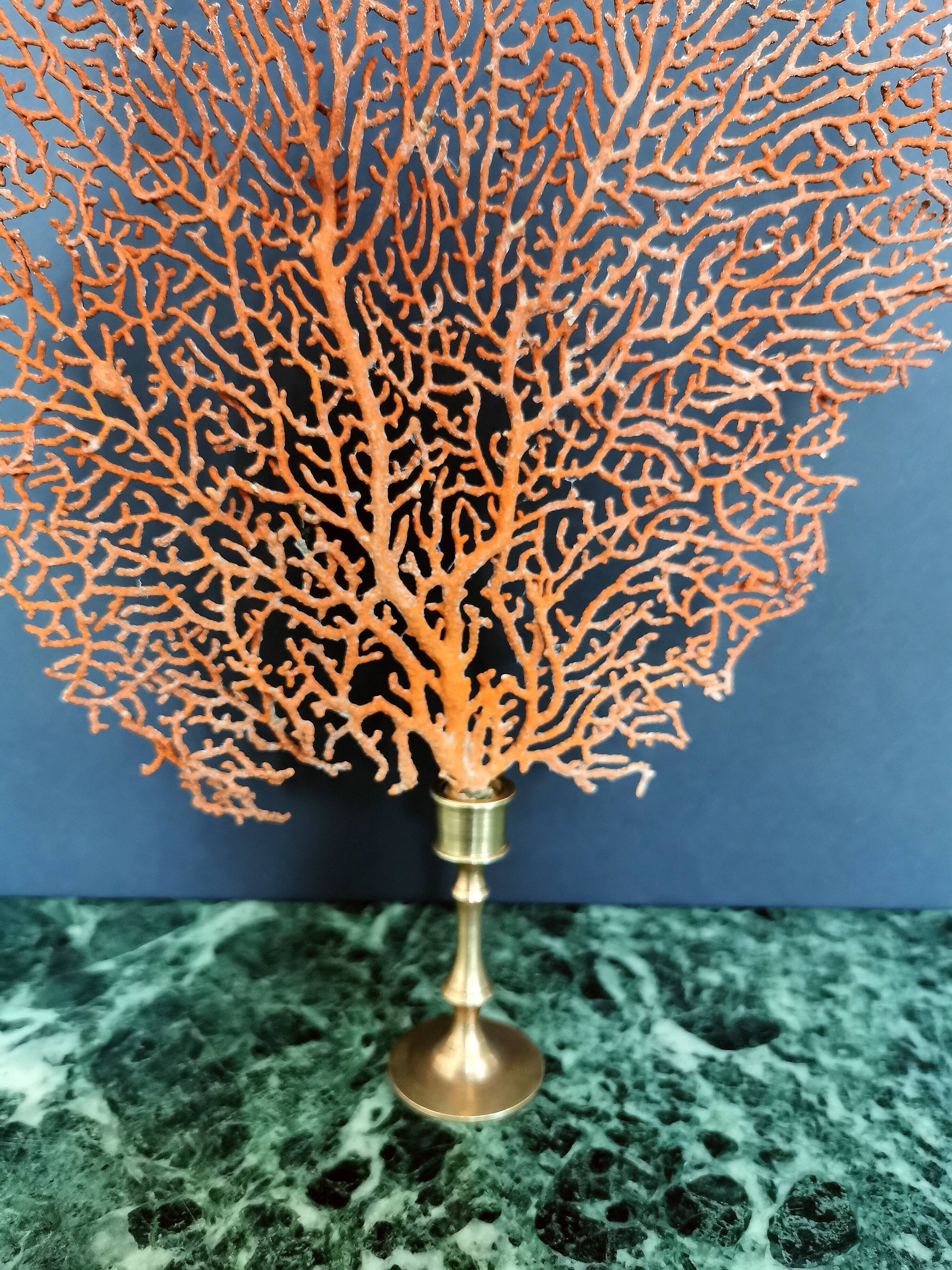 Gorgon Rouge, Brass base (Early XXth) 33*23 cm