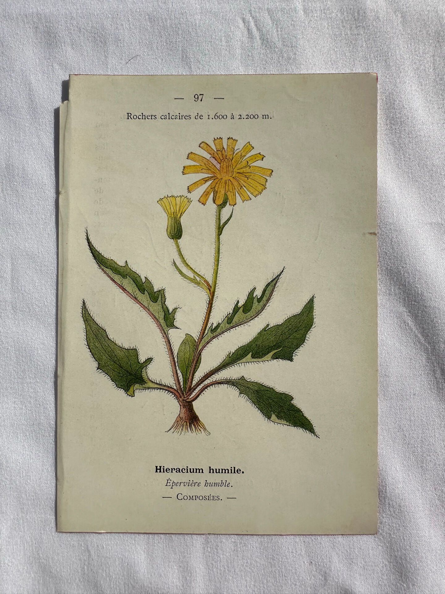 Naturalist Plate – 19th Century Botanical Engraving, Double-Sided