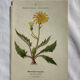 Naturalist Plate – 19th Century Botanical Engraving, Double-Sided