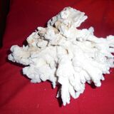 white coral branch block, curiosity cabinet, collection
