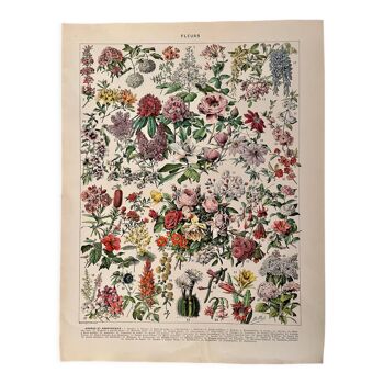 Lithographie sur les fleurs (arbres et arbrisseaux) - 1930