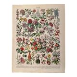 Lithograph on flowers (trees and shrubs) - 1930
