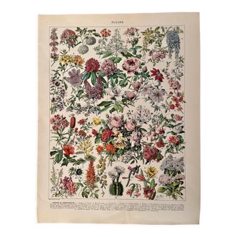 Lithographie sur les fleurs (arbres et arbrisseaux) - 1930