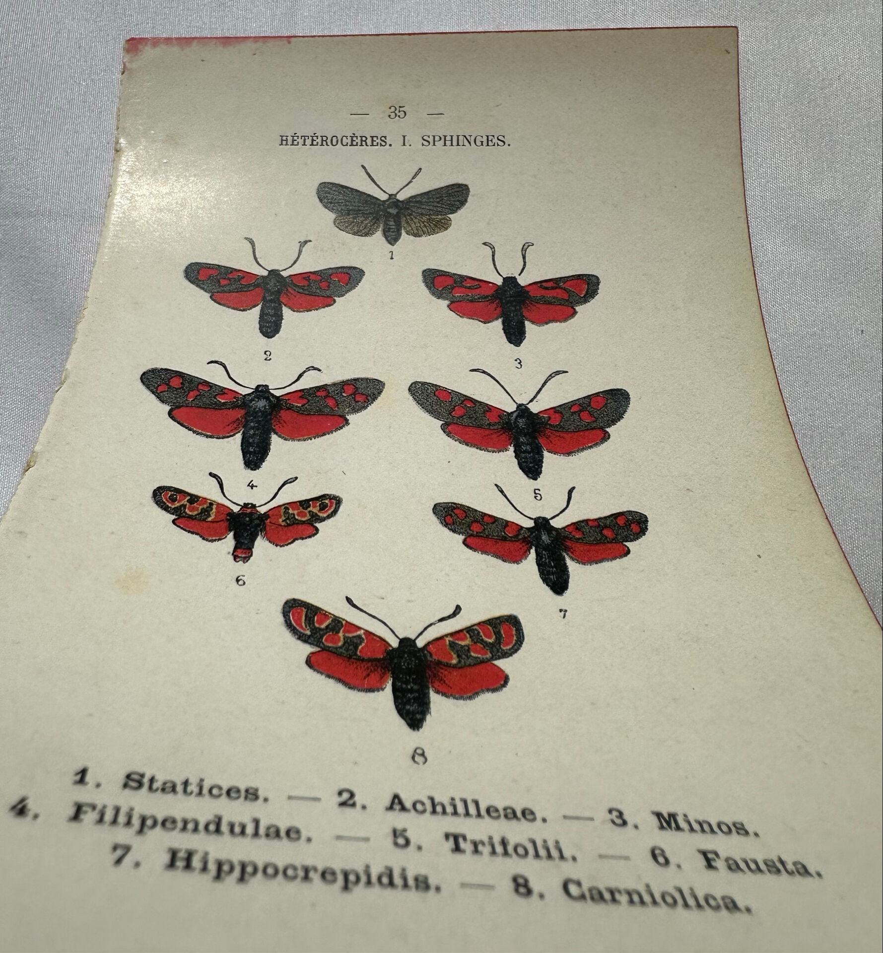 Gravure naturaliste  Papillon 19eme affiche botanique originale 1800