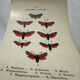 Gravure naturaliste  Papillon 19eme affiche botanique originale 1800