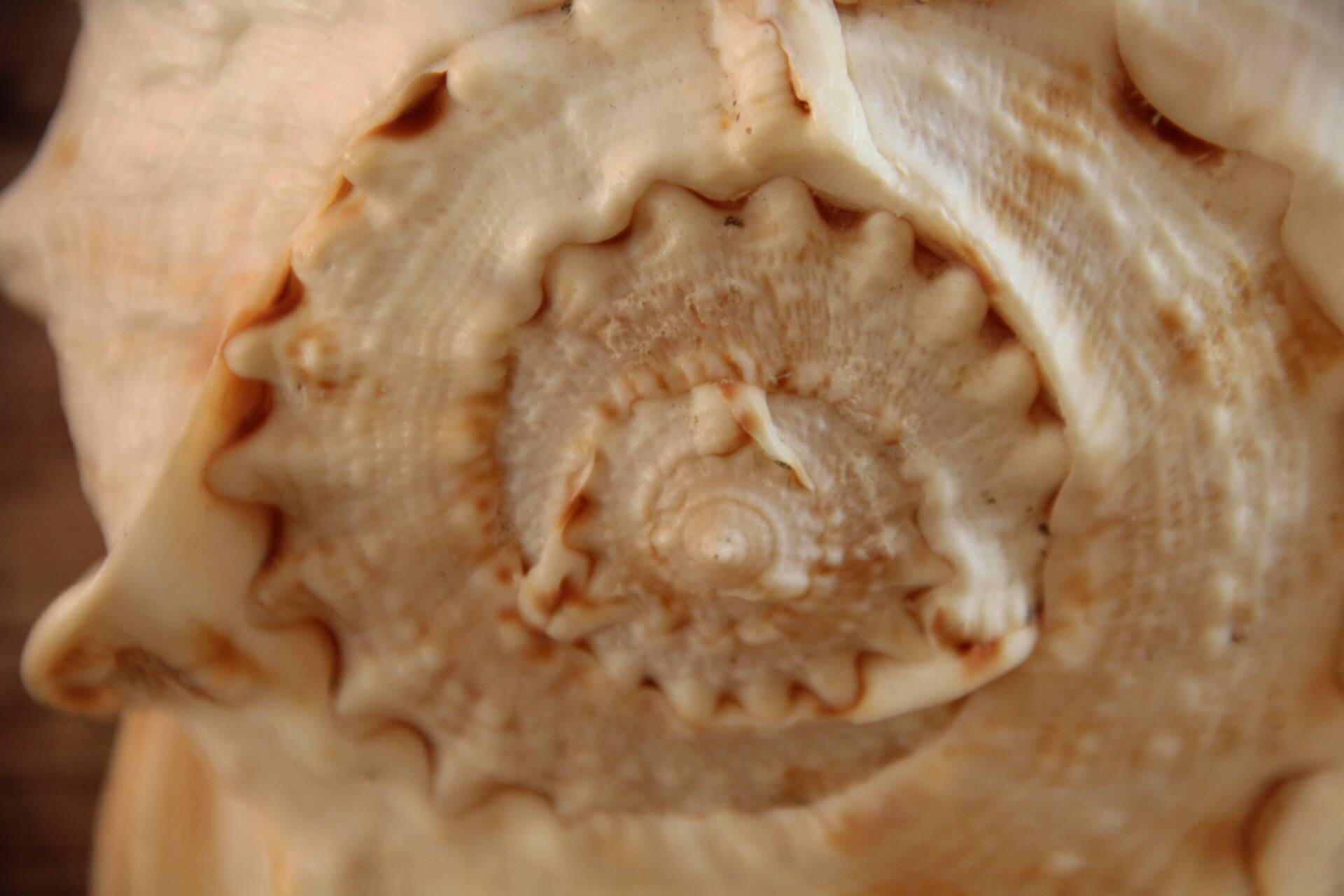 Shell Cassis Cornuta