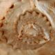 Shell Cassis Cornuta