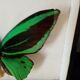 Naturalized butterfly