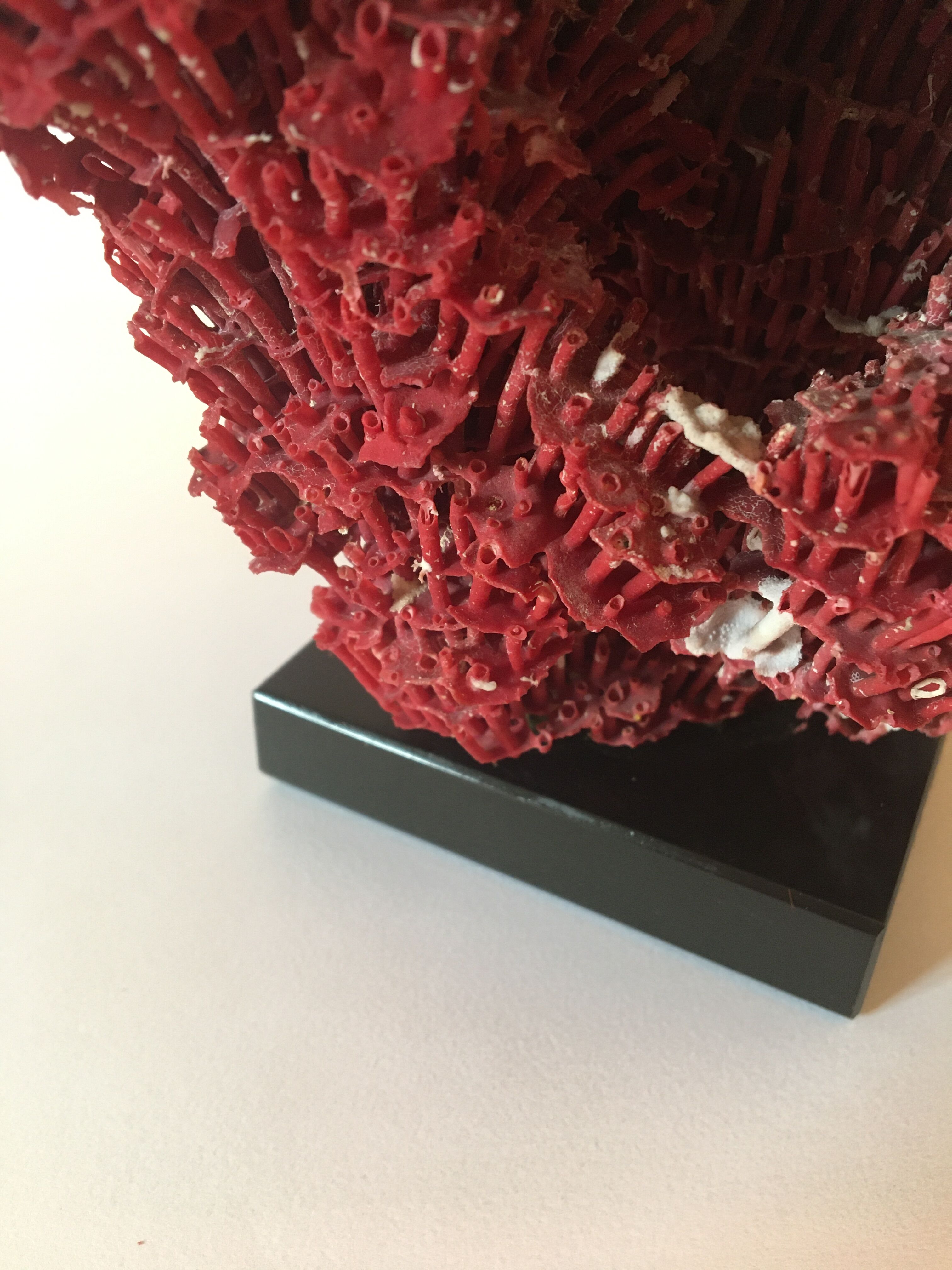 Corail rouge Tubipora Musica, années 70