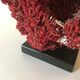 Corail rouge Tubipora Musica, années 70