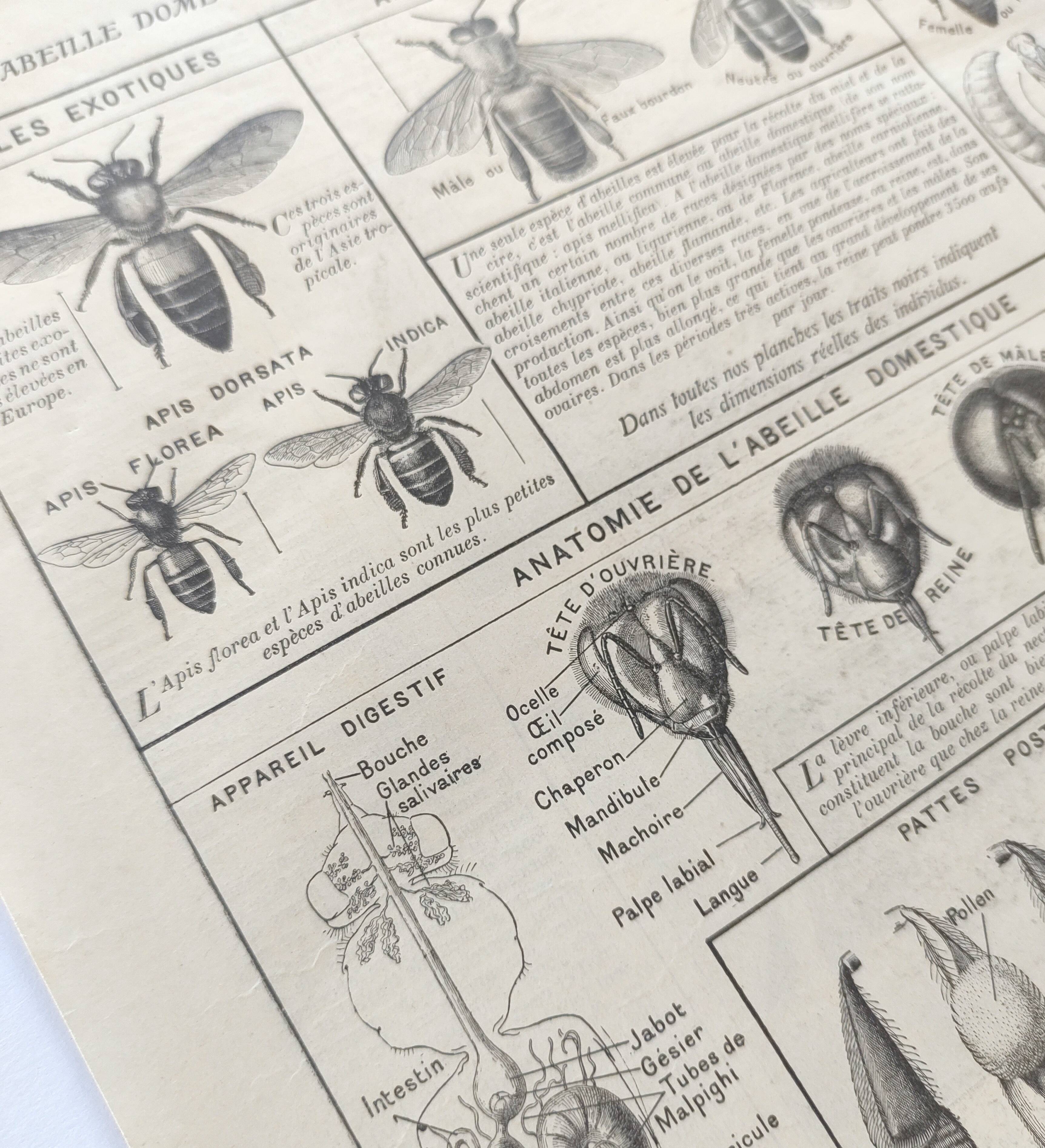 Old engraving • Domestic bee • Original plate from 1920