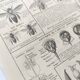 Old engraving • Domestic bee • Original plate from 1920