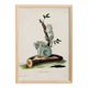 Poster about the Koala, based on an old engraving from 1774.