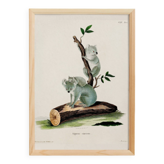 Poster about the Koala, based on an old engraving from 1774.