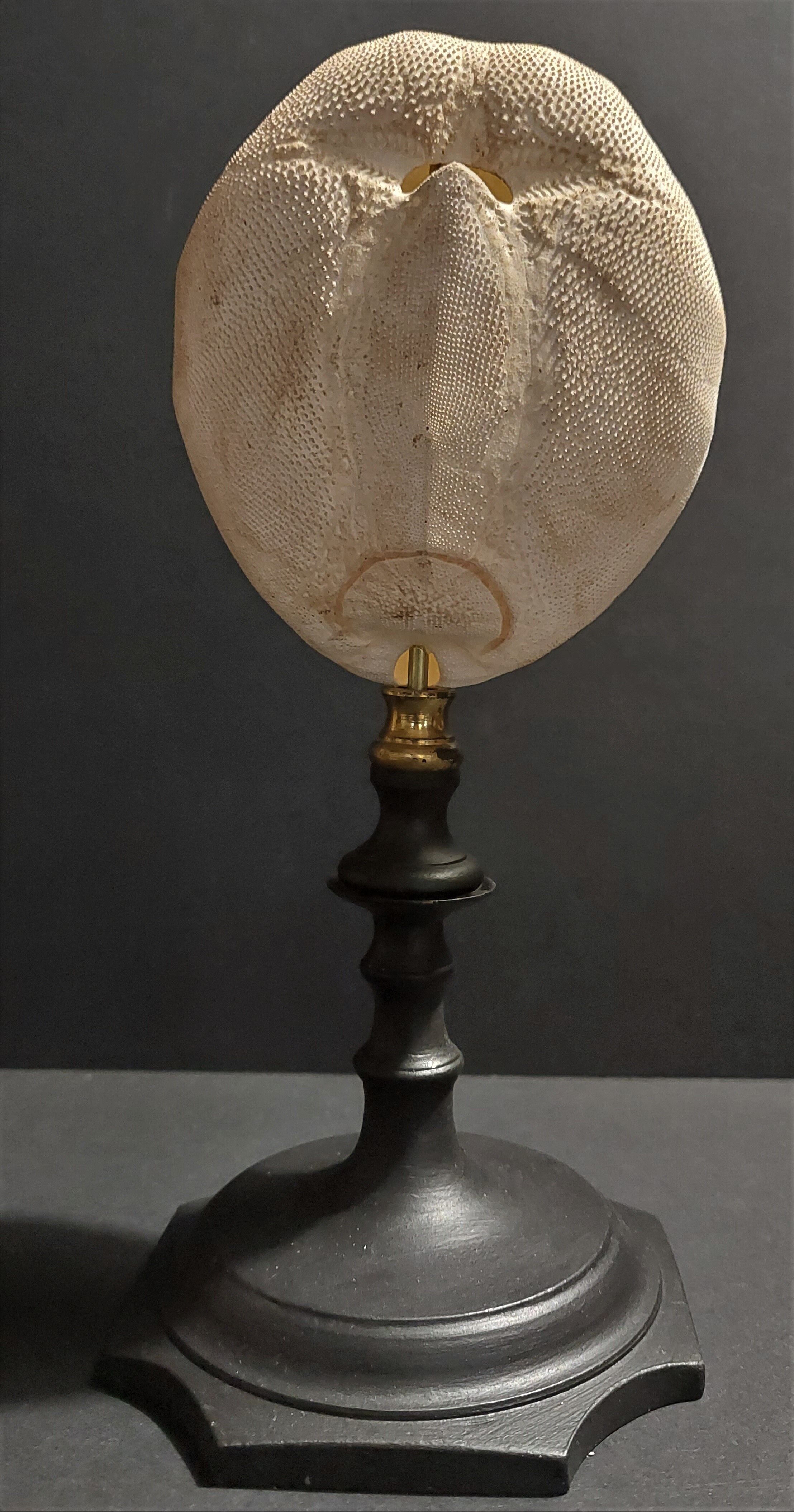 Cabinet of Curiosities sea urchin brissus unicolor on base