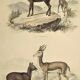 Ornithological Plate Buffon 1838 "Chamois, Musk & Gazelle"
