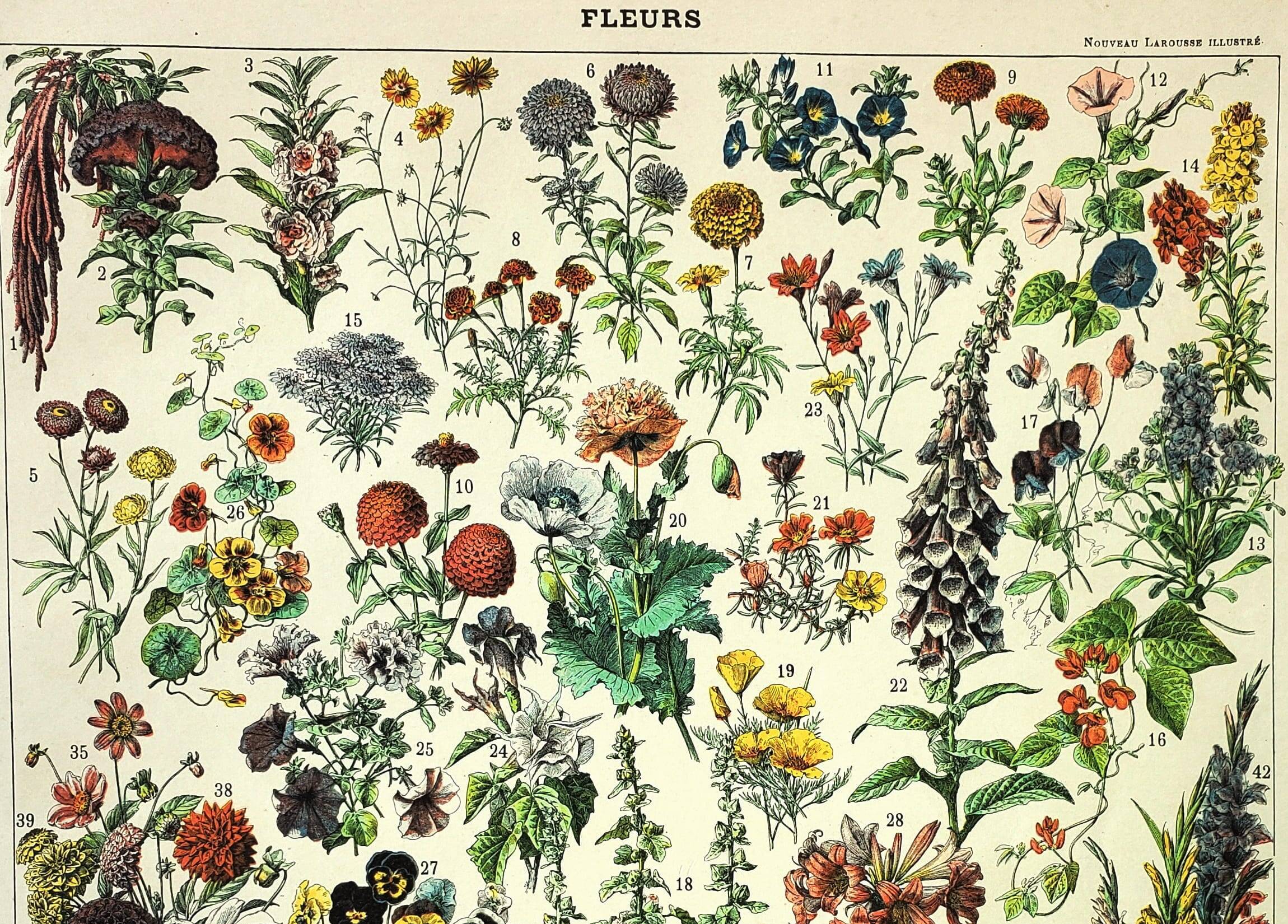 Gravure botanique 1897 A. Millot - Fleurs et plantes
