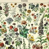 Botanical engraving 1897 A. Millot - Flowers and plants 1