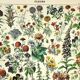 Gravure botanique 1897 A. Millot - Fleurs et plantes