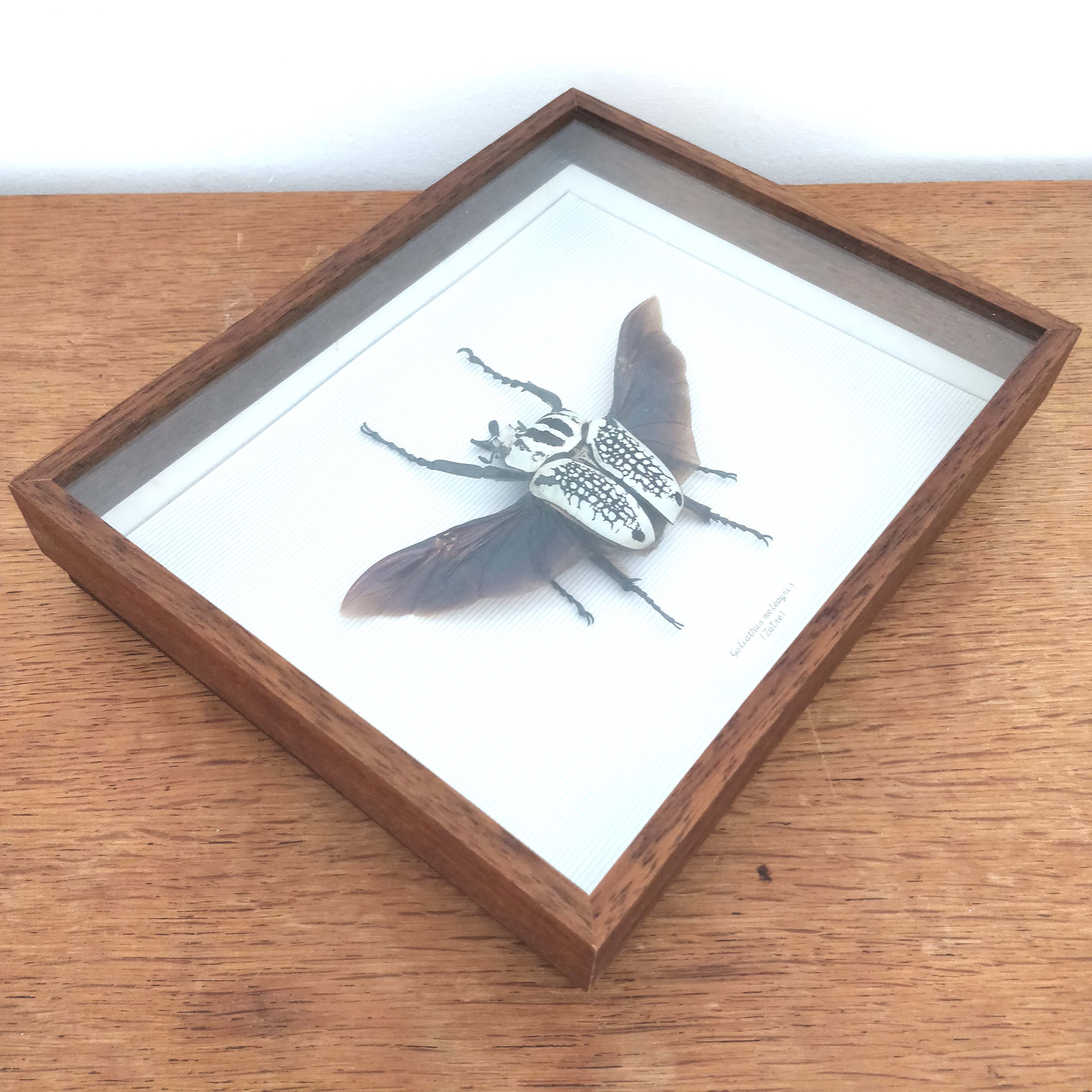 African insect frame under glass 30x24cm