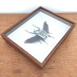 African insect frame under glass 30x24cm