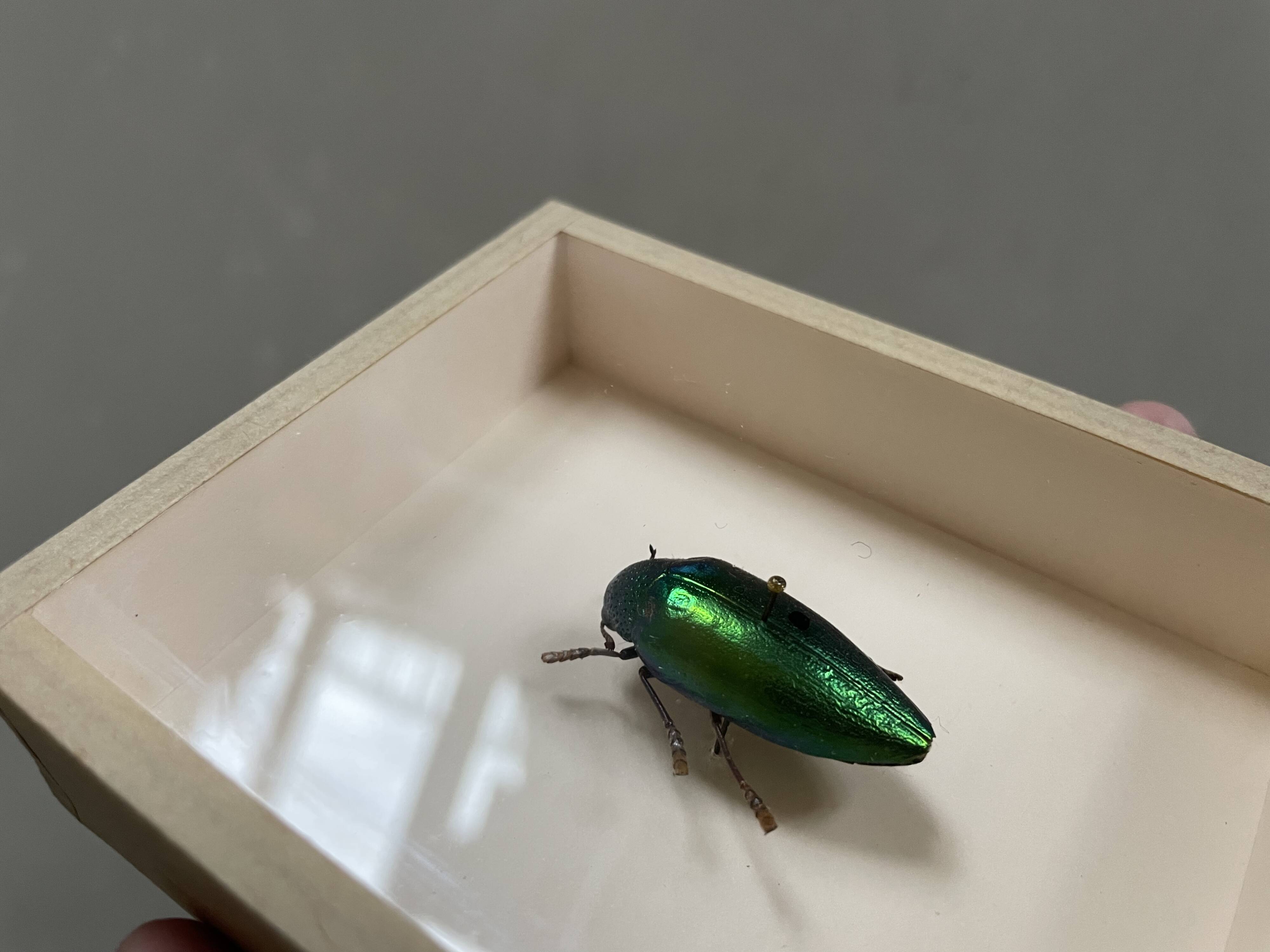 Beetle under glass
