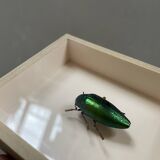 Beetle under glass