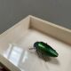 Beetle under glass