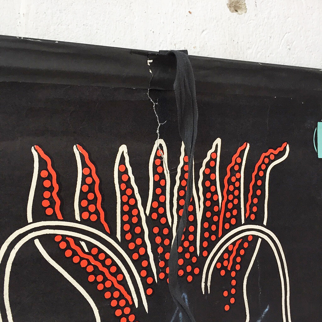 Displays the cuttlefish by Dr Auzoux