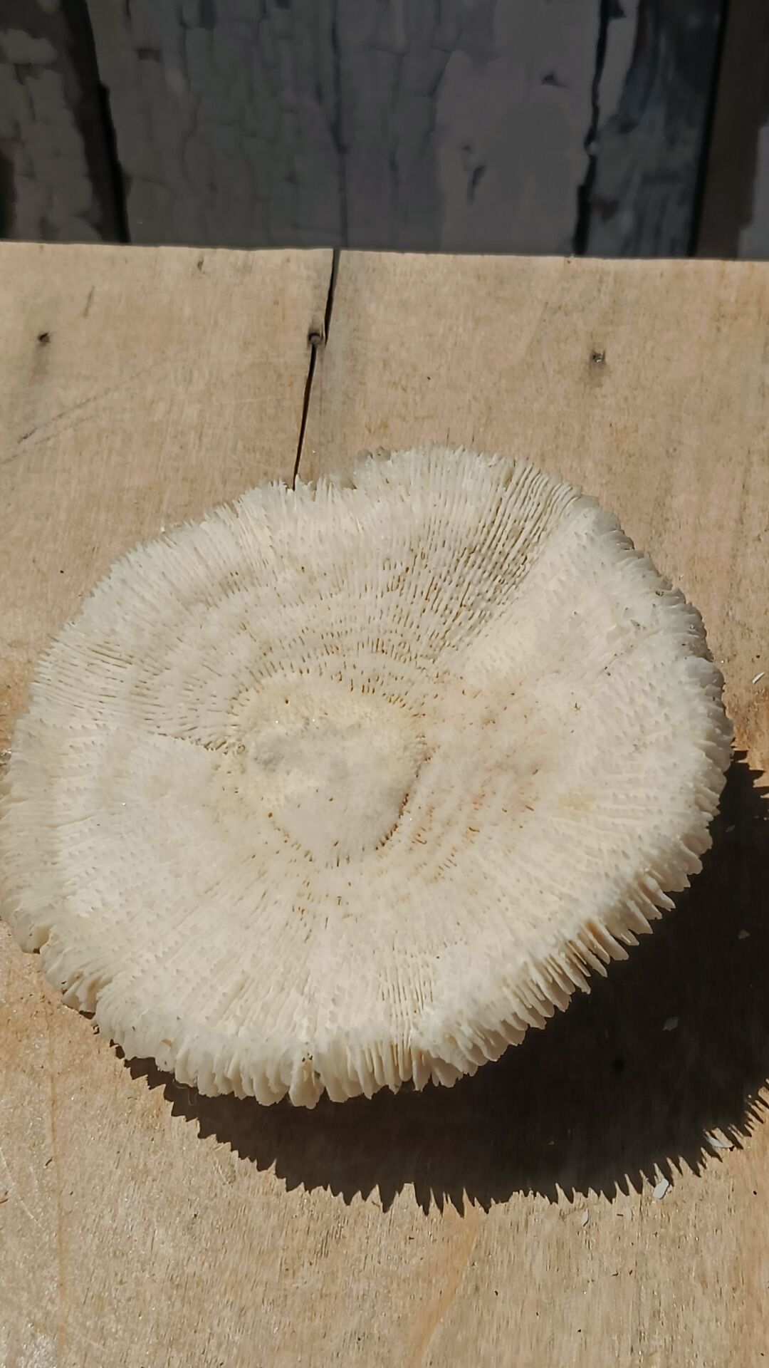 Natural white coral from the 1970s