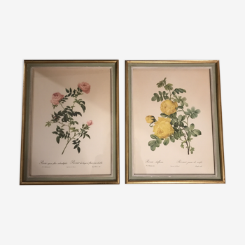 Pair of botanical engravings by PJ Redouté