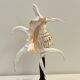 Antique conch shell on turned wooden base cabinet of curiosities
