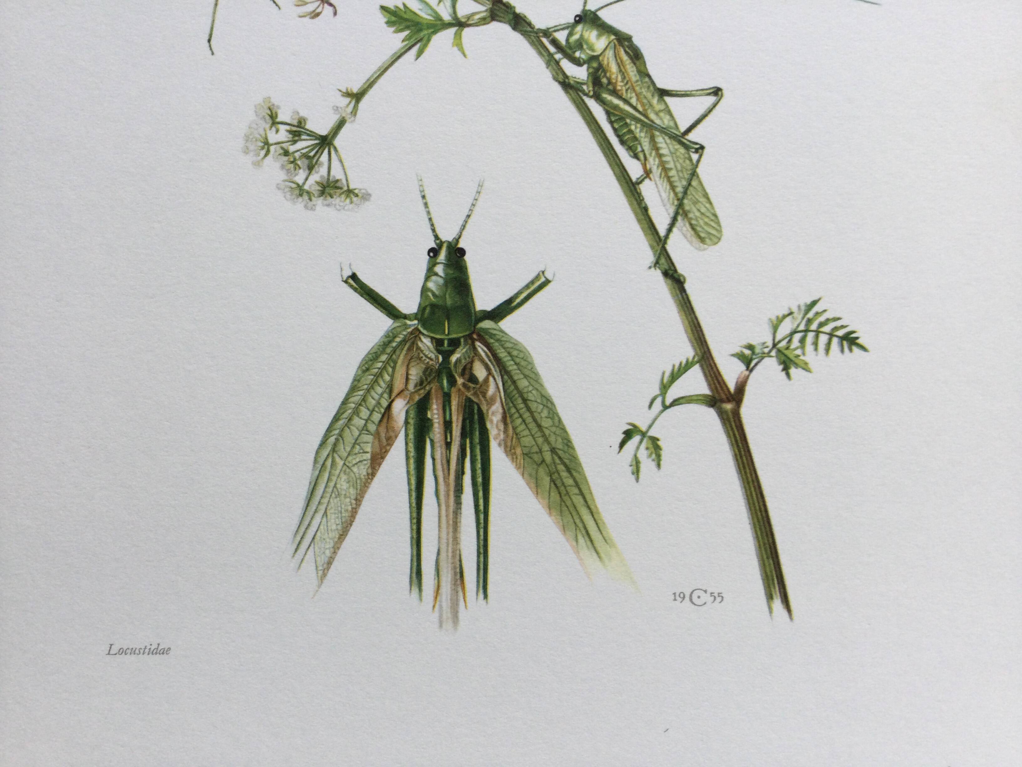 Antique illustration "insects", 1960s