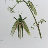Old illustration "insects", 1960s
