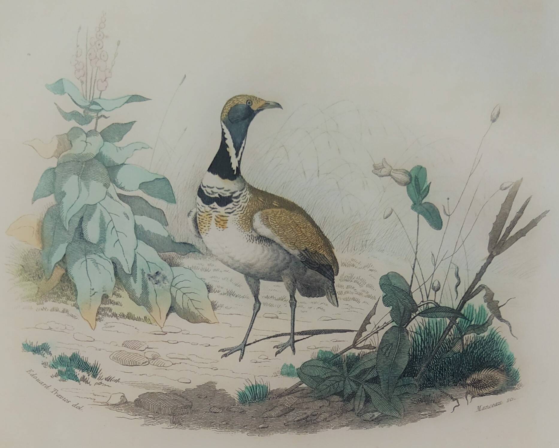 Ornithological Plate Buffon 1838 "Bustard & Little Bustard"