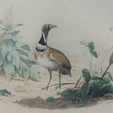 Ornithological Plate Buffon 1838 "Bustard & Little Bustard"
