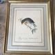 Paire de cadres, gravures anciennes oiseaux